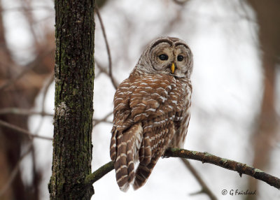 Brown Sided / Barred Owl