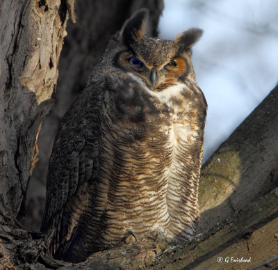 Great Horned Owl In Good Light