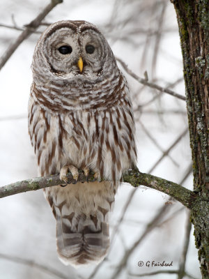 Barred Owl