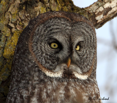 Cropped Portait / Great Grey Owl