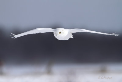 All White In Flight