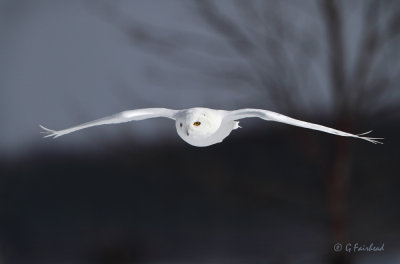 Snowy Owl At 700mm