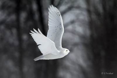 Snowy In Flight