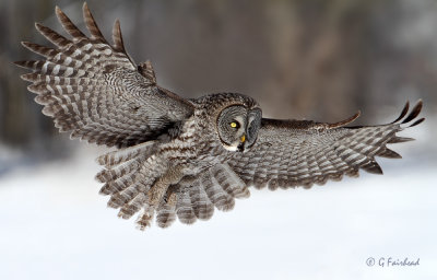 Great Grey Hovering