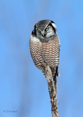 Northern Hawk Owl