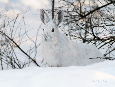 Snowshoe Hare