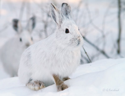 Splitting Hares