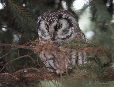 Boreal Owl