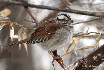 Winter White Throated Sparrow
