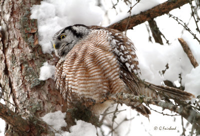 Preening