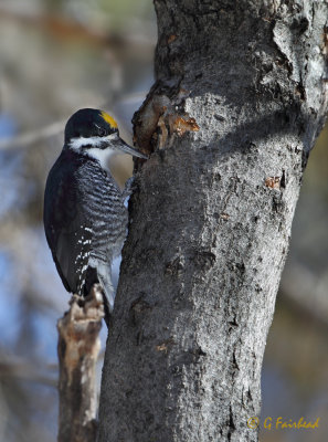Black -backed Woodpecker Male