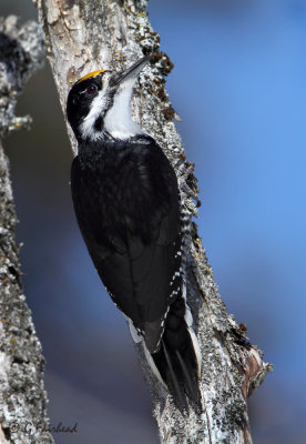 Glistenning / Male Black Backed Woodpecker