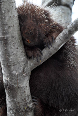 Asleep At The Wheel / Porcupine