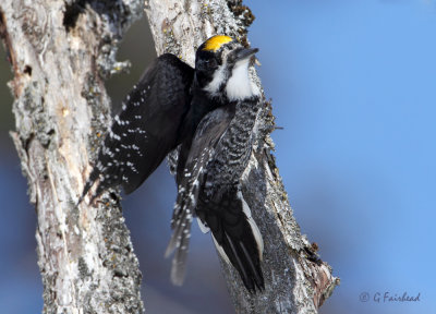 Release / Male Black-backed Woodpecker