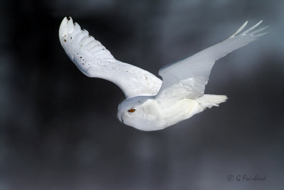 Snowy Owl Adult Male