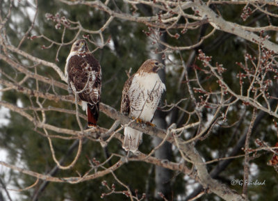 Mr and Mrs Red Tail