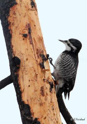 Female Black-backed Woodpecker