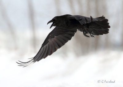 Raven Call In Flight