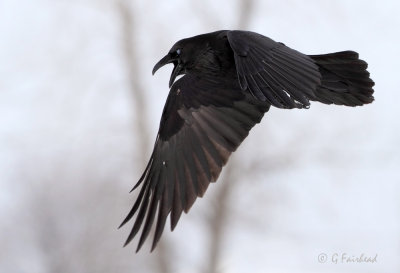 Raven / Nictitating Membrane
