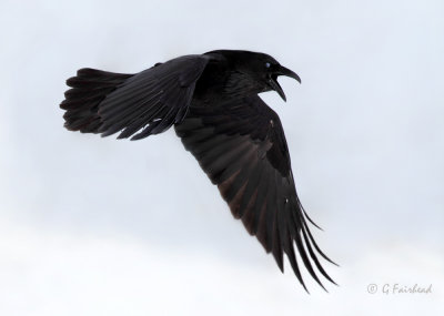 Raven Right