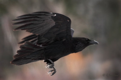 Raven Re-visited