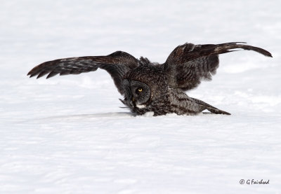 Probable Partial Melinistic Great Grey Owl