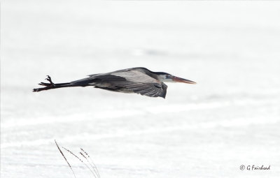 Spring GBH On Ice