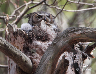 Owl and Owlet