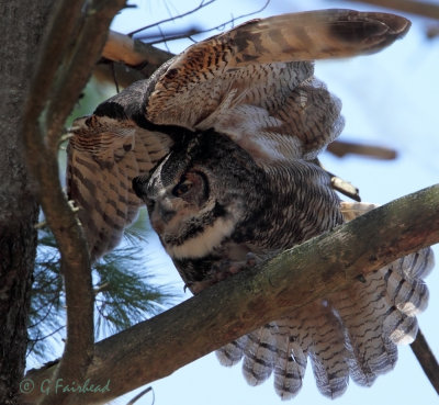Great Horned Owl Female