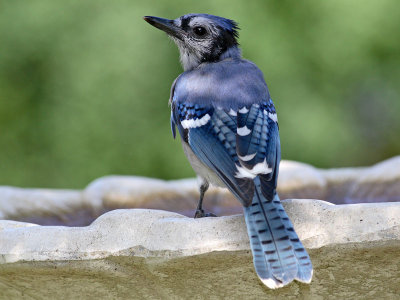 blue-feathers.jpg