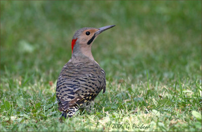 Yellow Shafted Flicker also called the Northern Flicker