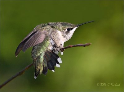 Female Rubythroated Hummingbird Stretch