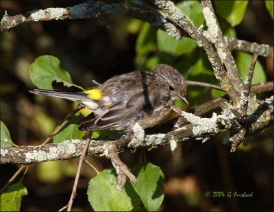 Yellow Rumped Warbler   Juvenile