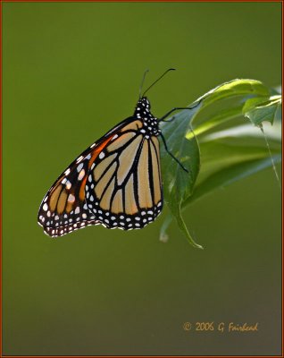 monarchone.jpg
