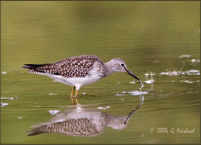 WaterDrops and a Lesser Yellowlegs