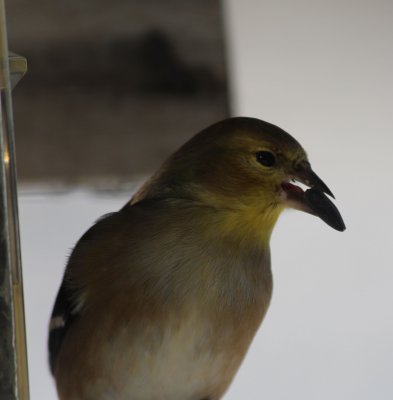 Chardonneret jaune