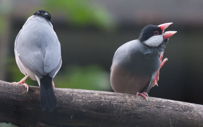 Birds
