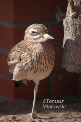 Eurasian Stone-curlew