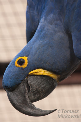 Hyacinth Macaw