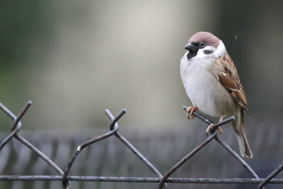 Sparrow