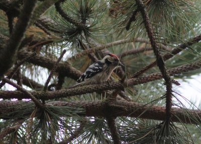 lesser spotted woodpecker / kleine bonte specht