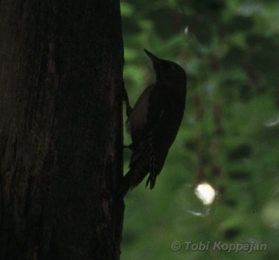 grey-headed woodpecker / grijskopspecht