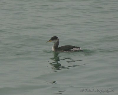 red-necked grebe / roodhalsfuut, Brouwersdam