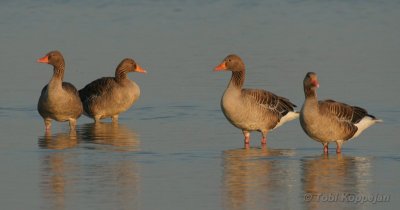 greylag goose / grauwe gans