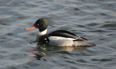 red-breasted merganser / middelste zaagbek