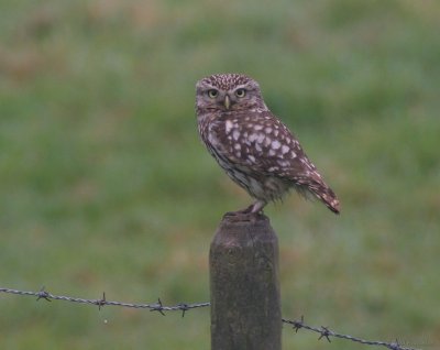 little owl / steenuil, Groede 