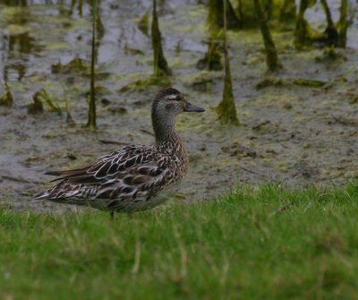 garganey / zomertaling, Wanteskuub