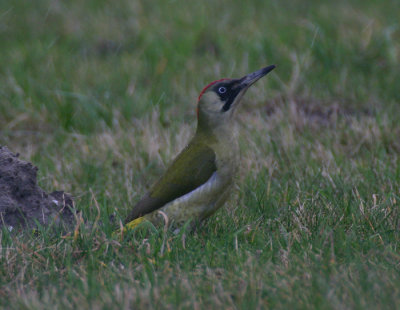green woodpecker / groene specht