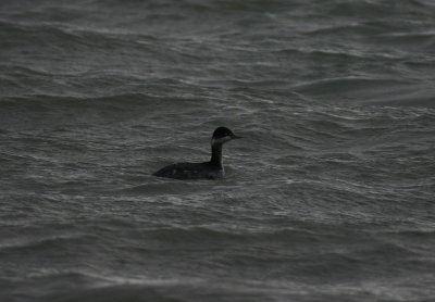 black-necked grebe / geoorde fuut