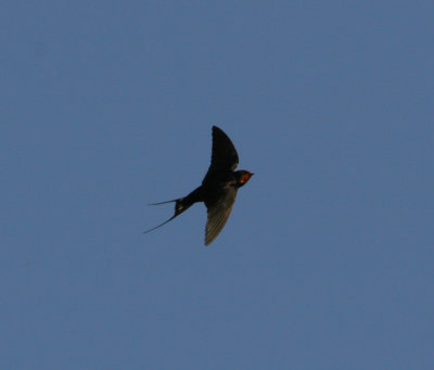 barn swallow / boerenzwaluw